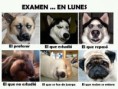 /album/imagenes/chistosas-4-jpg/